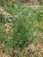 Reseda jaune - Reseda lutea (photo Mrugala F.)(3)